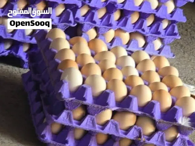 بيض لاحم روس 208 مخصب مكبس مكفول