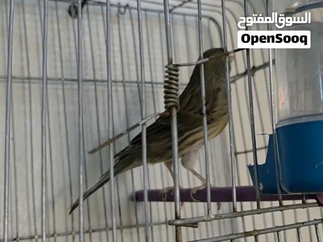 انثى كناري واتيه نظيفه ساوم والبيع مستعجل