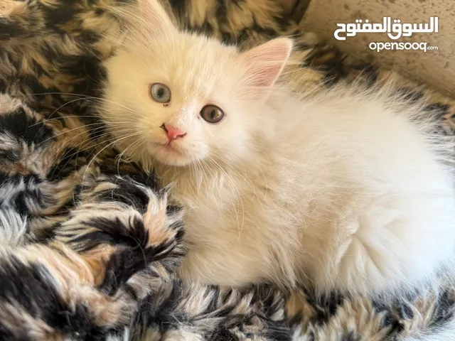 قط شيرازي للبيع