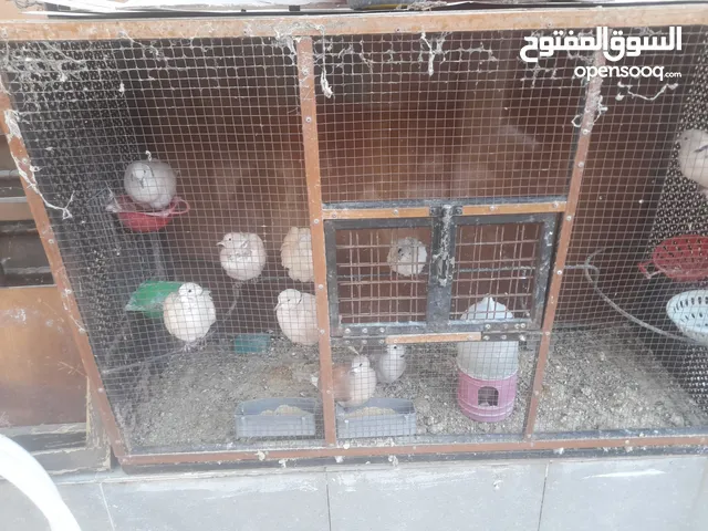 حمام ياكريم للبيع مع القفص اوبدون