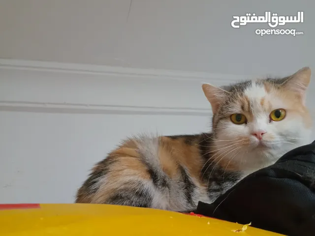 قطه للتبني لغرض السفر