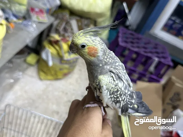 كوكتيل اليف