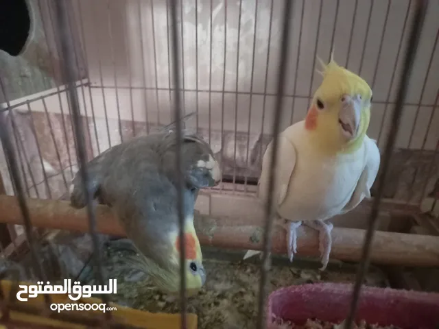 كوكتيل اليف