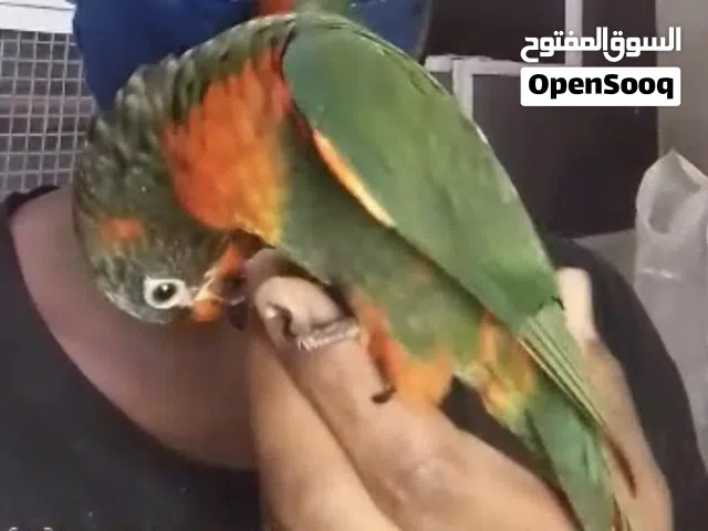 فرخ لوري عمر ثلاث شهور الليف لعوب