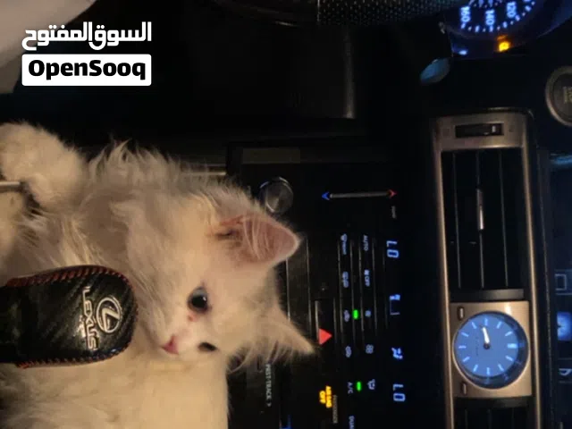 قط للبيع العمر ثلاث شهور السعر 40ريال