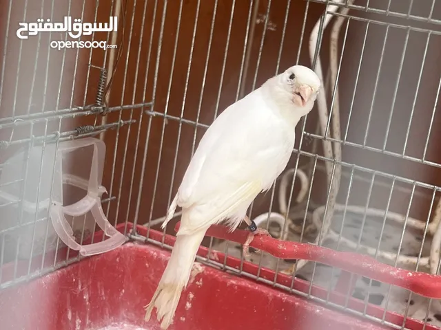 عصفور كناري