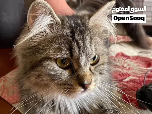 قطتان للتبني بنفس العمر 11 شهر ونص