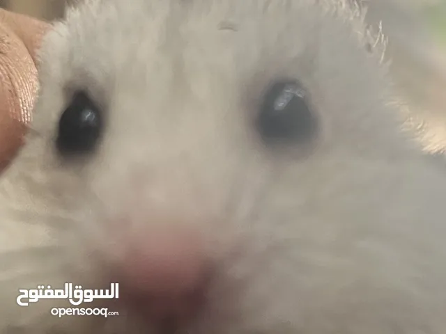 هامستر لون ابيض واسود وسكني