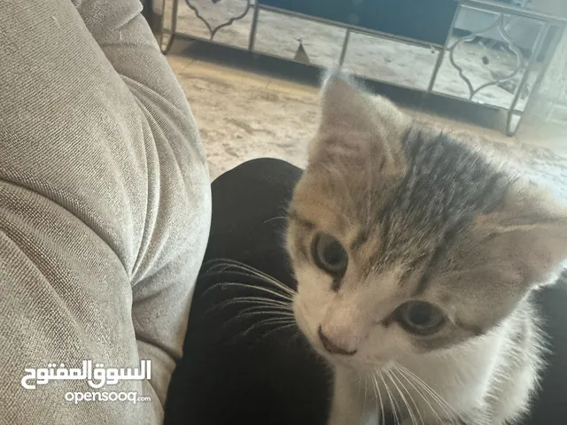 قط للتبني مع ملحقاته