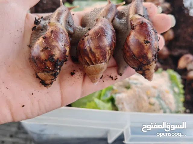 حلزونات افريقيه عمر5 شهور وعمر شهر