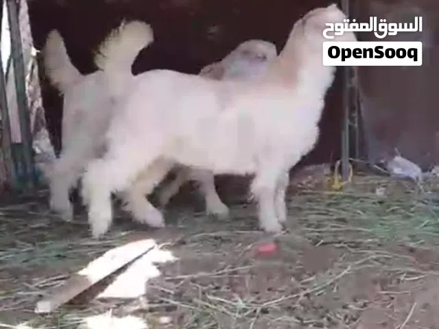 للبيع سخلان واحد مقرن وواحد اجلح اعمارن تقريبا من 6 شهور الى 7 شهور