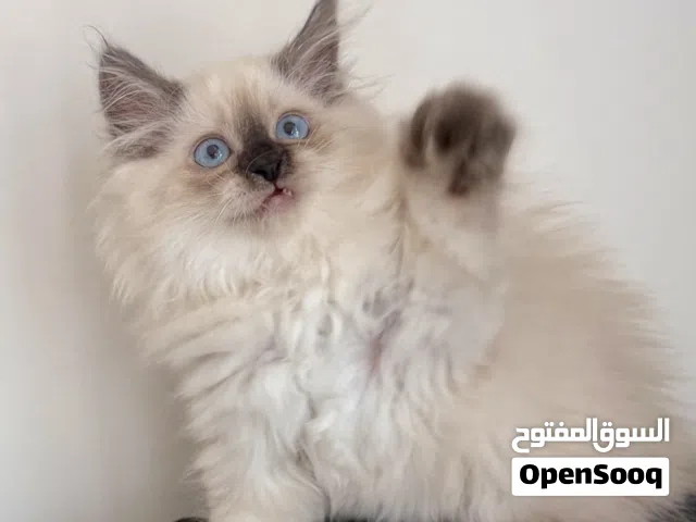 Pure Ragdoll Chocolate point kittens