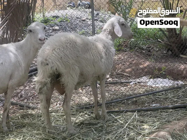 اغنام للبيع