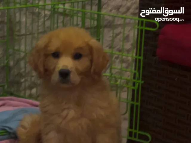 كلب جولدن رتريفر بيور مع بيت