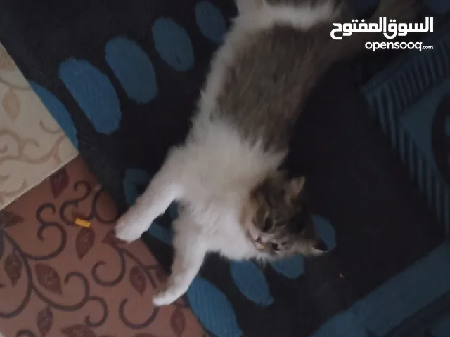 fffchuuhfffs