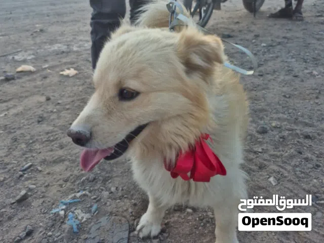 كلب شيواوا عسل للبيع اليف جدا ومدرب وحبوب