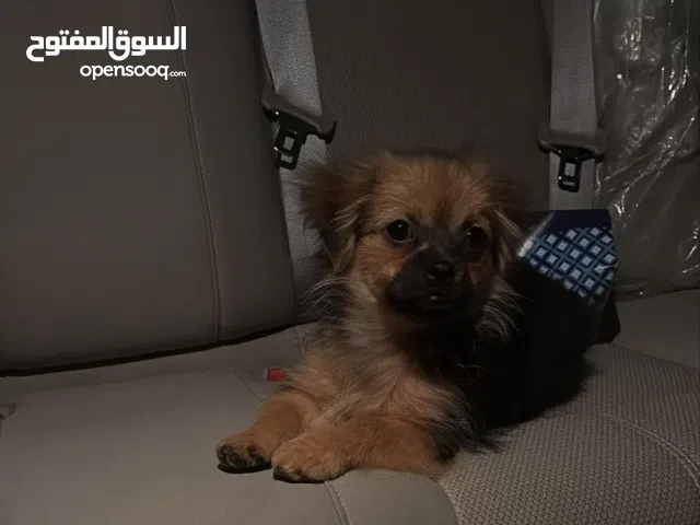 للبيع كلب سعر ممتاز