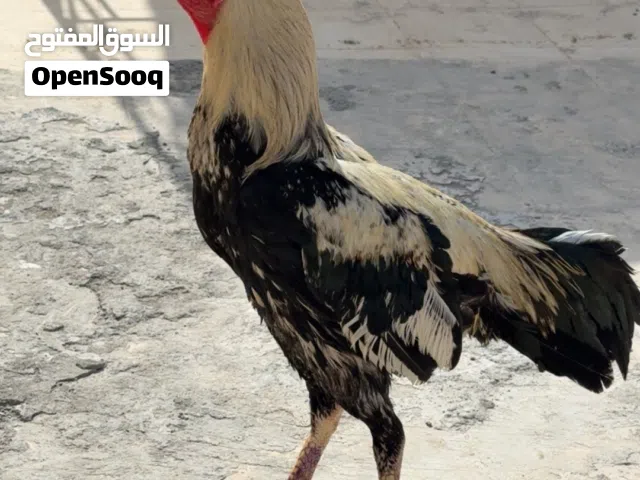 ديك بكستاني جاوا