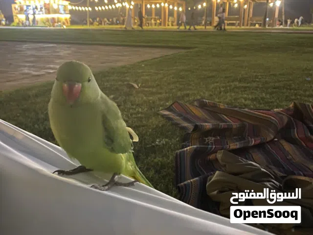 ببغاء دره ذكر