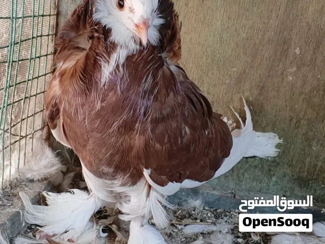 حمام مورهيد نثايه ثنين وفحل مكاني البصره
