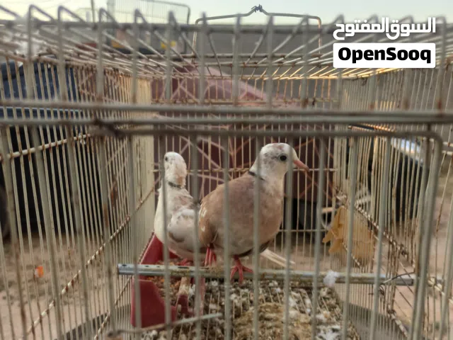 كوبيتان حمام ماسي