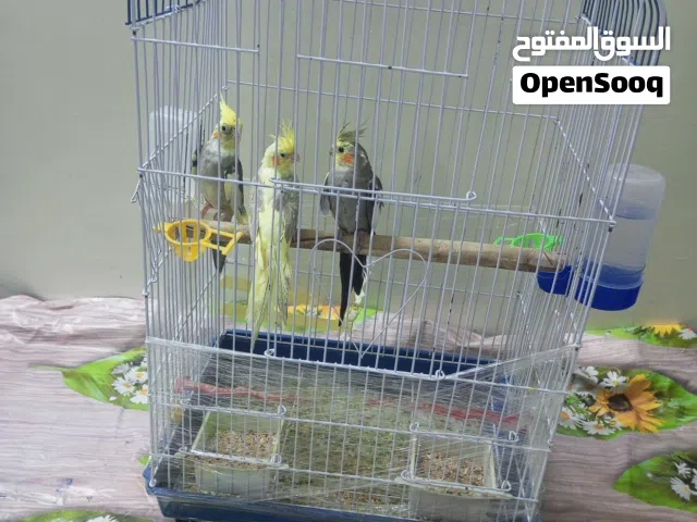 ببغاء كوكتيل ذكرين وأنثا لعمر سنه  أليفات جدا