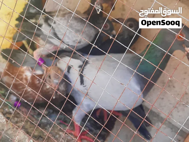 زواجل بزره كويتيه