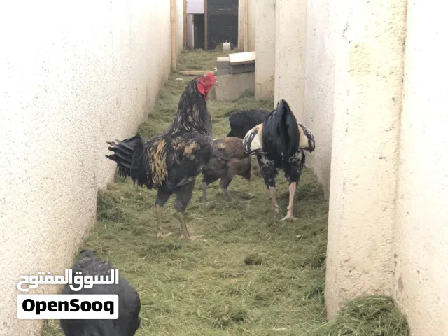 ديجين وربع دجاجات