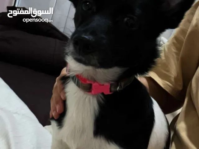 كلب شيواو للبيع في مدينه جده حي السامر