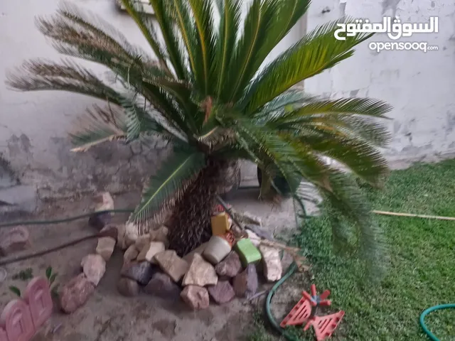 بيع شجرة سايكس