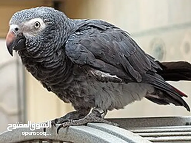 بغبغاء طينه فوللللل