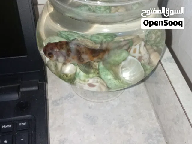 سمكه بلون البرتقالي والأسود بسعر 5 دينار مع الحوض والاحجار وبدون الحجار 4د وبدون الأحجار والحوض 3د