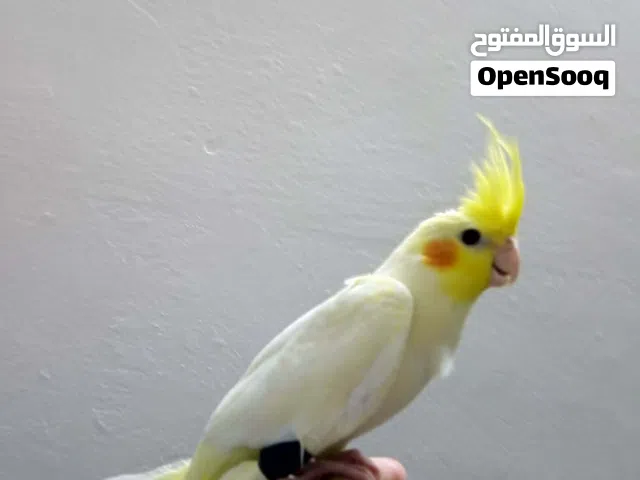 طيور كوكتيل اليفه شوف الوصف
