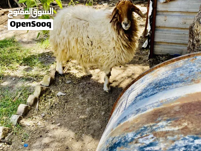 متاح ورجينه ما ولده