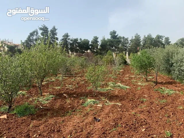 Mixed Use Land for Sale in Jerash Other
