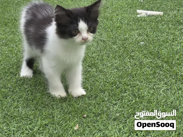 قطة شيرازى انثى
