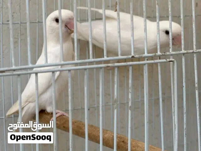 كوبيه تحتها 6 حجم جامبو عين حمره