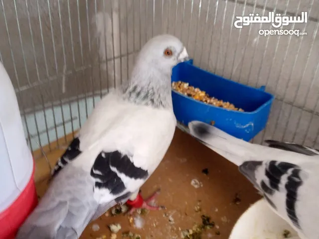حمام للبيع