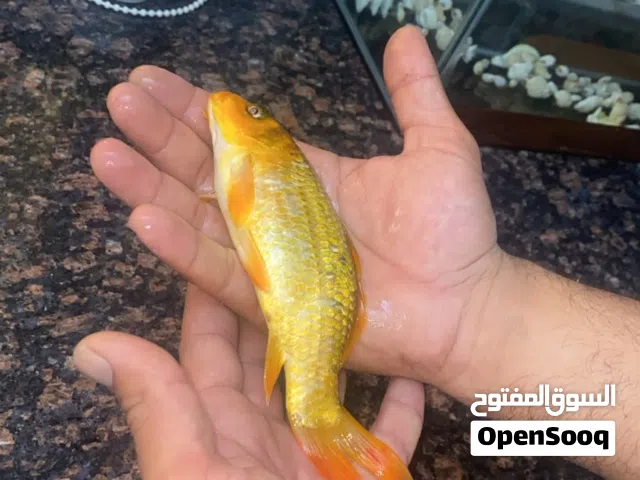 حوض سمك مع سمكتين حجم كبير
