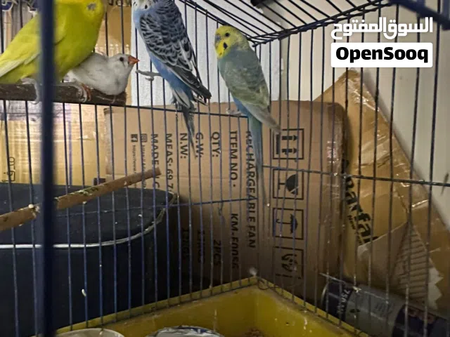طيور حب عدد 6 مع فنجس عدد 1 مع قفصين حط سعرك وابيع كلهن بصحة عاليه نظيفات