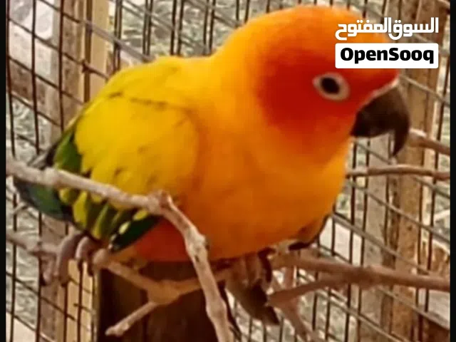 بغاء صن كيور اليف.