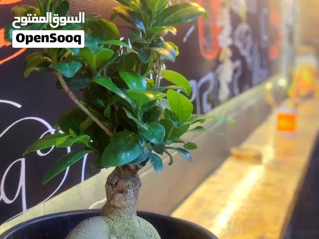 مجموعة نباتات نادره للبيع