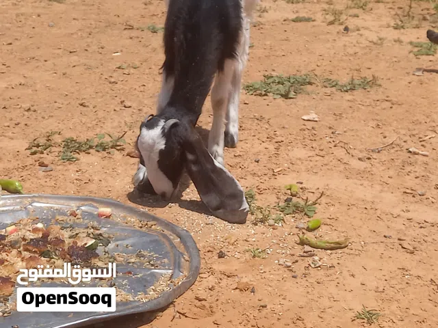عناق امهجنا عمره اربعه اشهور روينة حليب