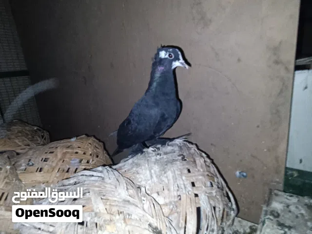 حمام زينة كمرليات وصفر  وبيهن مجال