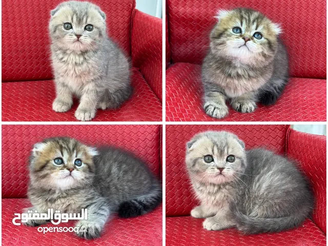 ماشاء الله قطط سكوتش فولد احجام ممتازه وصحه كويسه شاهد الوصف كامل