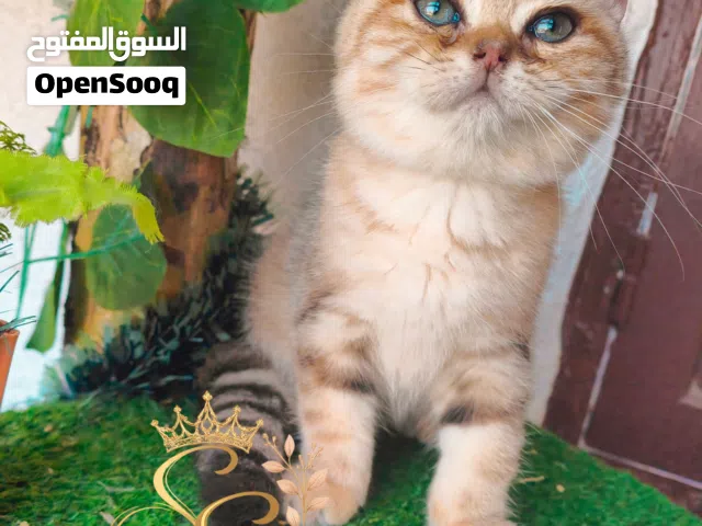 قطط سكوتش ستريت جولدن بوينت وجولدن ny25