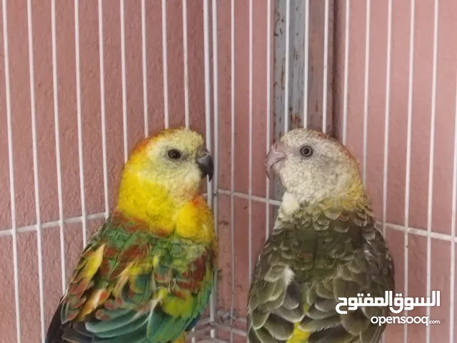 كوبل كروبيون اوبالين