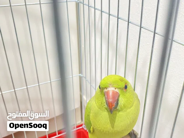 ببغاء الدرة