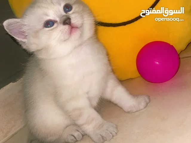 This small British Shorthair cat will be your perfect friend