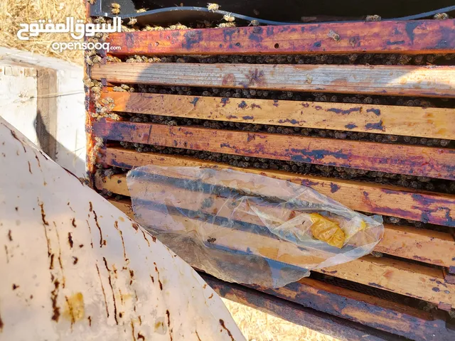 شفاط إيطالي ستانلس شغال